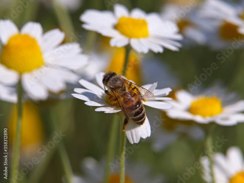 Bee on white chamomile flowers