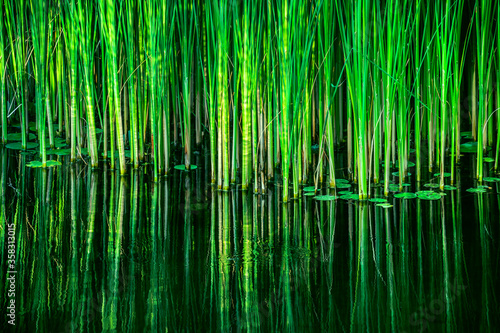 green reed fibers  leaves in the lake  reflections on the water surface