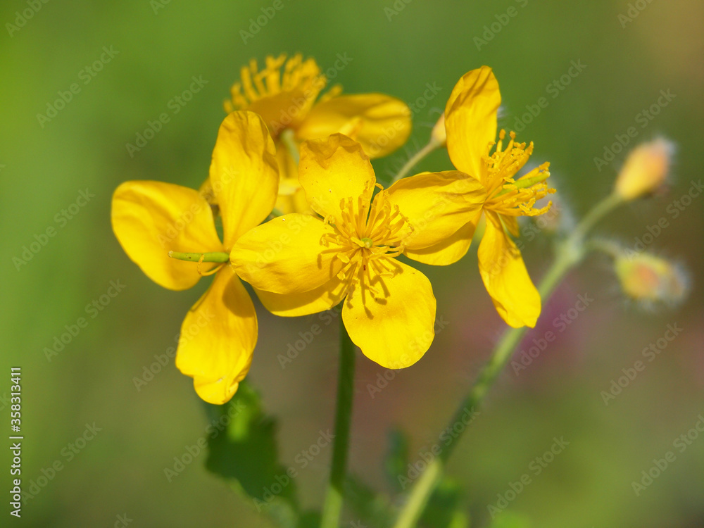 Yellow flowers of Greater celandine, Chelidonium majus Yellow flowers of Greater celandine, Chelidonium majus