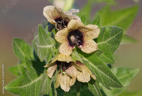 Black henbane blooming plant, Hyoscyamus niger photo