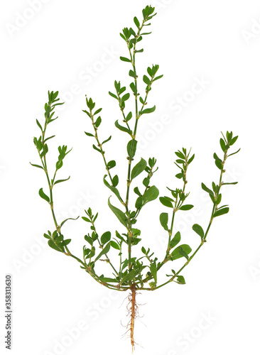 Fényképezés Knotgrass isolated on white background, Polygonum aviculare