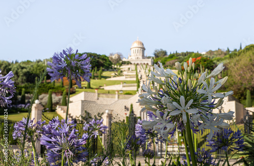 Purple  and white flowers - Scilla hyacinthoides - Hyacinthine - grow on a flowerbed on Sderot Ben Gurion Avenue against the backdrop of the Bahai Gardens in Haifa, Israel photo