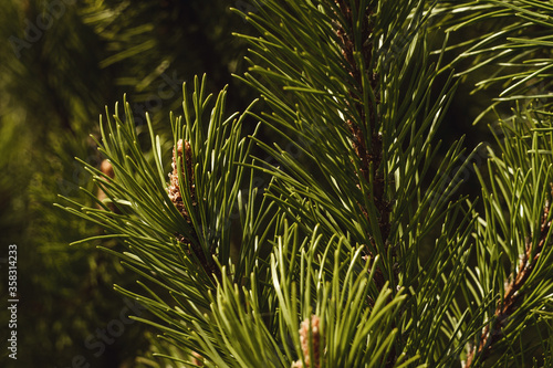 Green fir tree texture background.