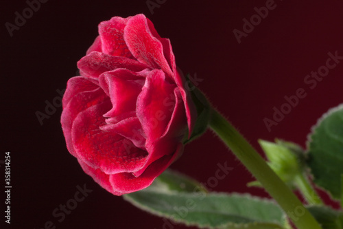 Maroon gloxinia flower on a burgundy background close-up. Beautiful home flower