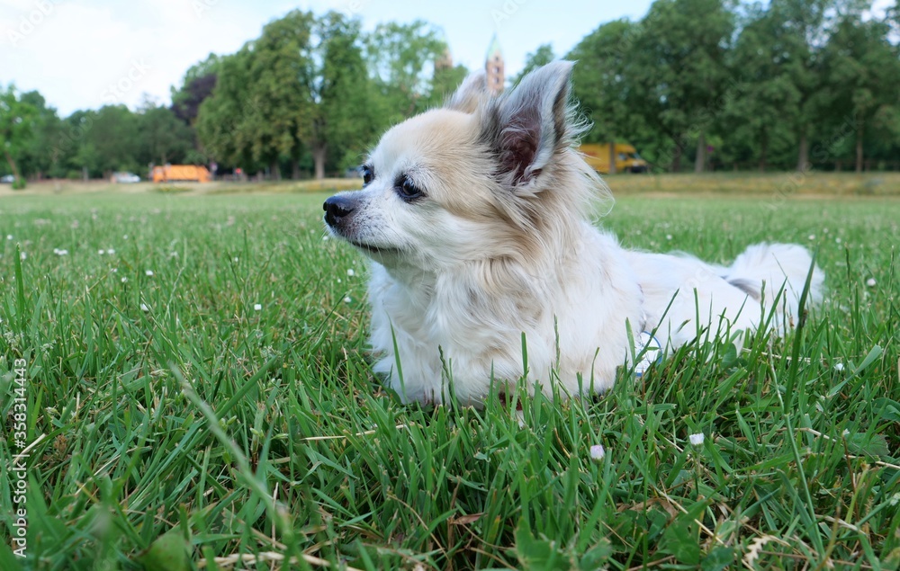 close-up portrait of chihuahua dog on grass close-up portrait of chihuahua dog on grass