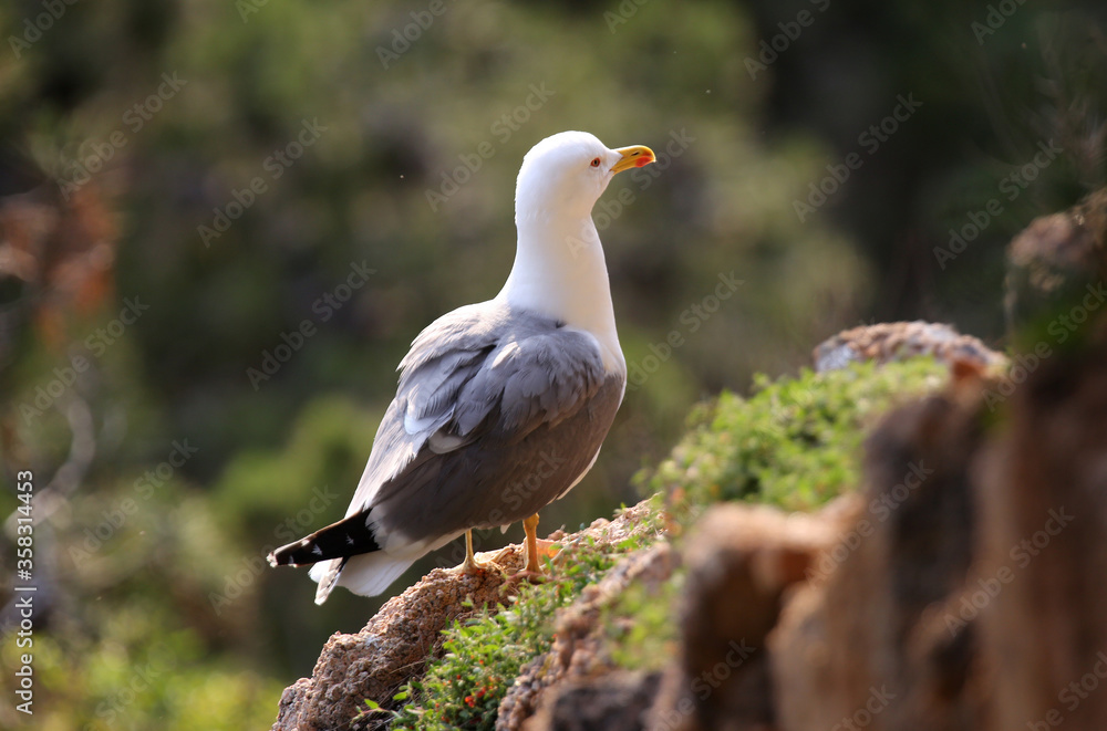 mediterranean seagulls mediterranean seagulls