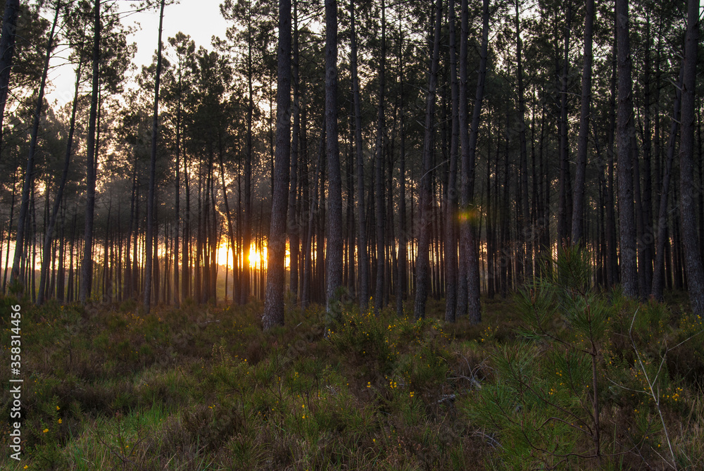 Fototapeta premium Sunrise among pine trees in the Landes