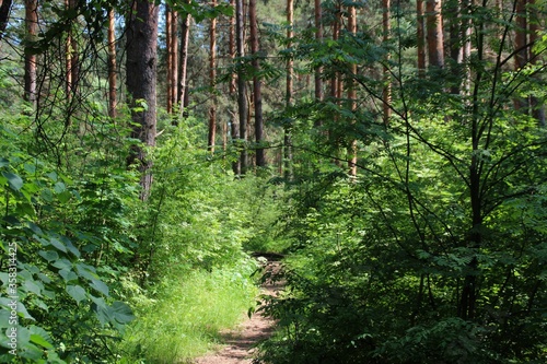 photo of a dense Russian forest