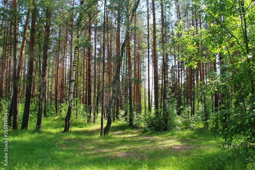 photo of a dense Russian forest