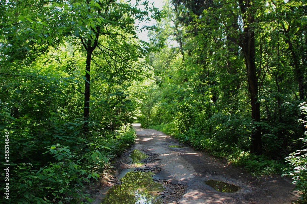 Obraz premium photo of a dense Russian forest
