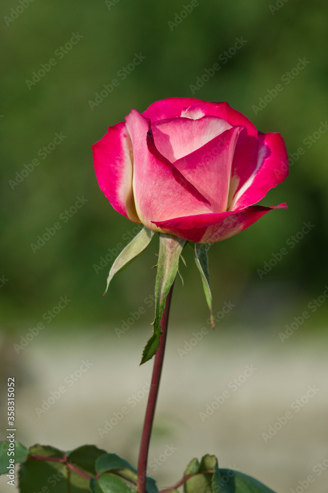 The name of this rose is The name of this rose is