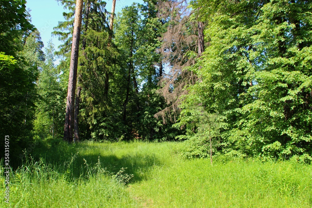 Fototapeta premium photo of a dense Russian forest