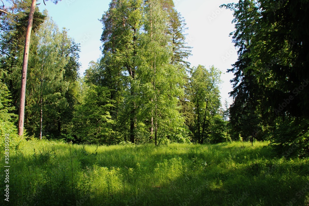 Fototapeta premium photo of a dense Russian forest