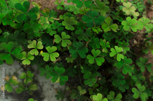 Green shamrock leaves as a background. Spring fresh clover petals