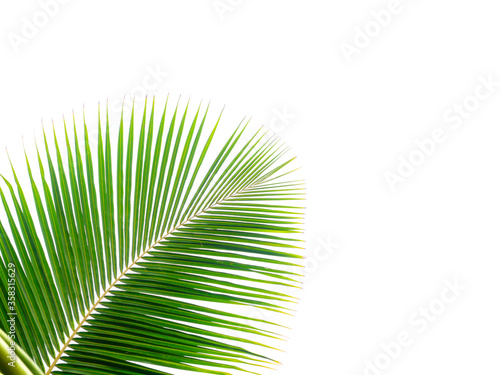 Coconut leaf isolated on a white background