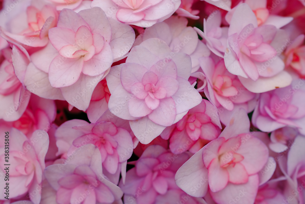 Obraz premium Hydrangea flower with soft selective focus and soft background. Royalty high-quality stock photo image macro photography of hydrangea flower isolated on nature background.