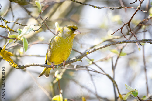 European greenfinch (Chloris chloris)