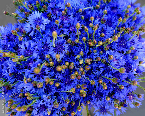  Blue aster button with a lot of blue colors, close-up, macro.  