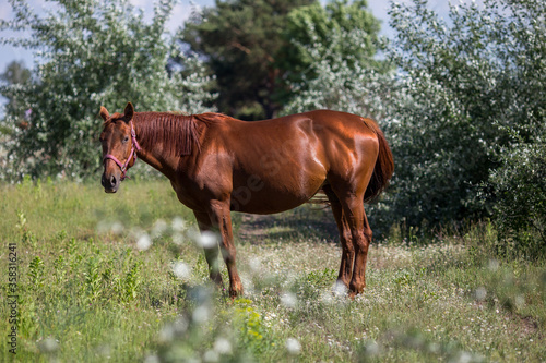horse in the field © Евгения Смульская