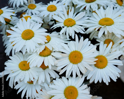 Chamomile flowers close-up, macro . 