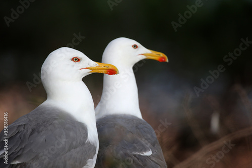 nice seagulls © fotoXS