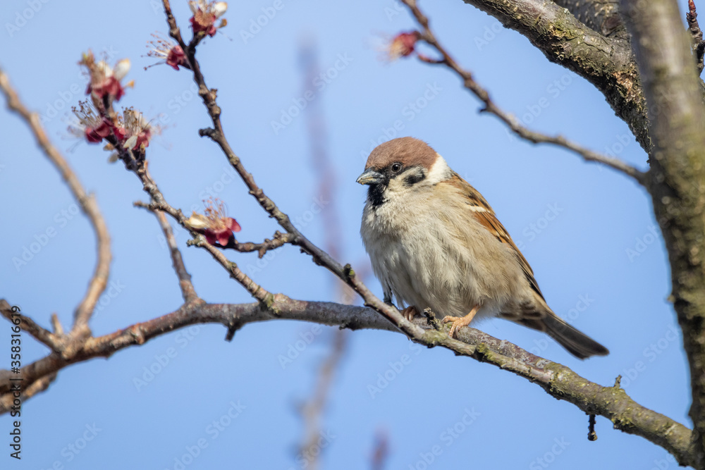 Fototapeta premium Eurasian tree sparrow (Passer montanus)