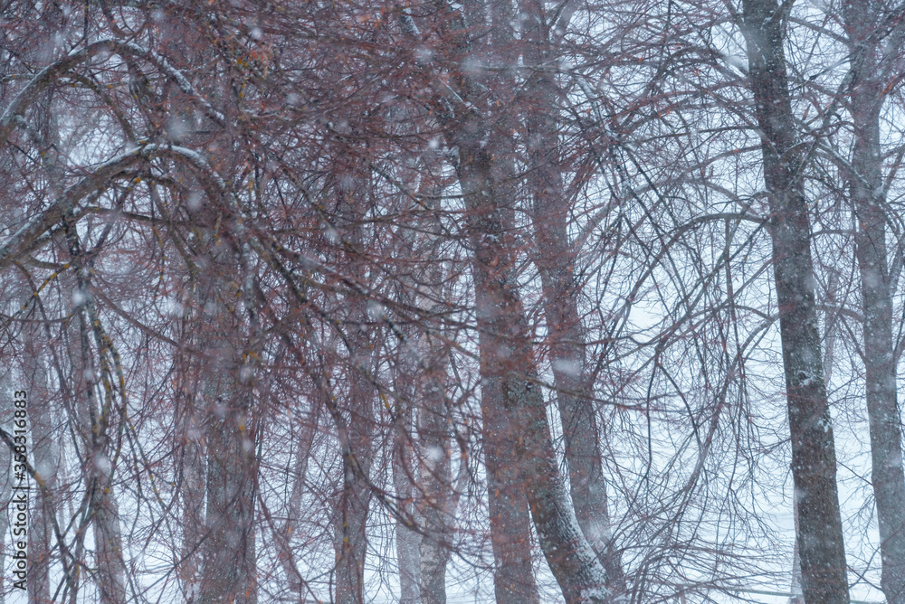 Blurred winter background with trees during a snow storm