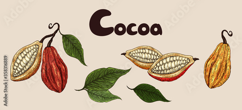 Cocoa set. Organic healthy food sketch. Cocoa beans closeup. Hand drawn  cacao branch with fruits. Great for banner, poster, label.  Cocoa leaves,  seeds, cocoa collection. Superfood cacao.