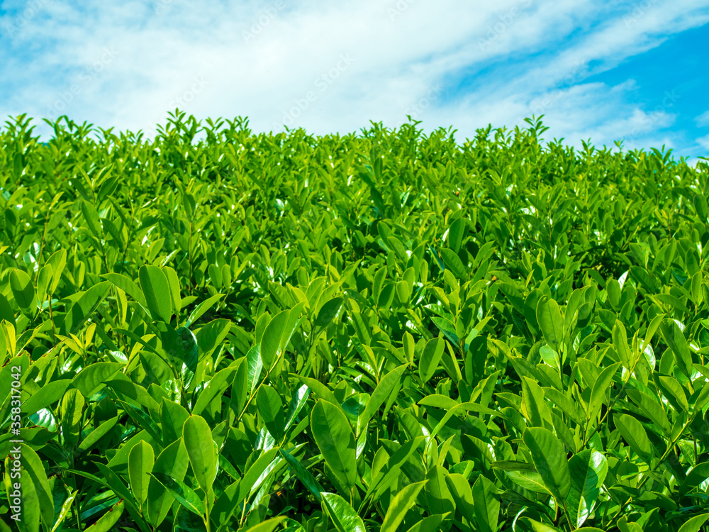 Fototapeta premium Green tea plantation against blue cloudy sky