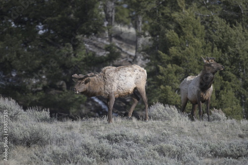 Elk in Yellowstone national park, USA