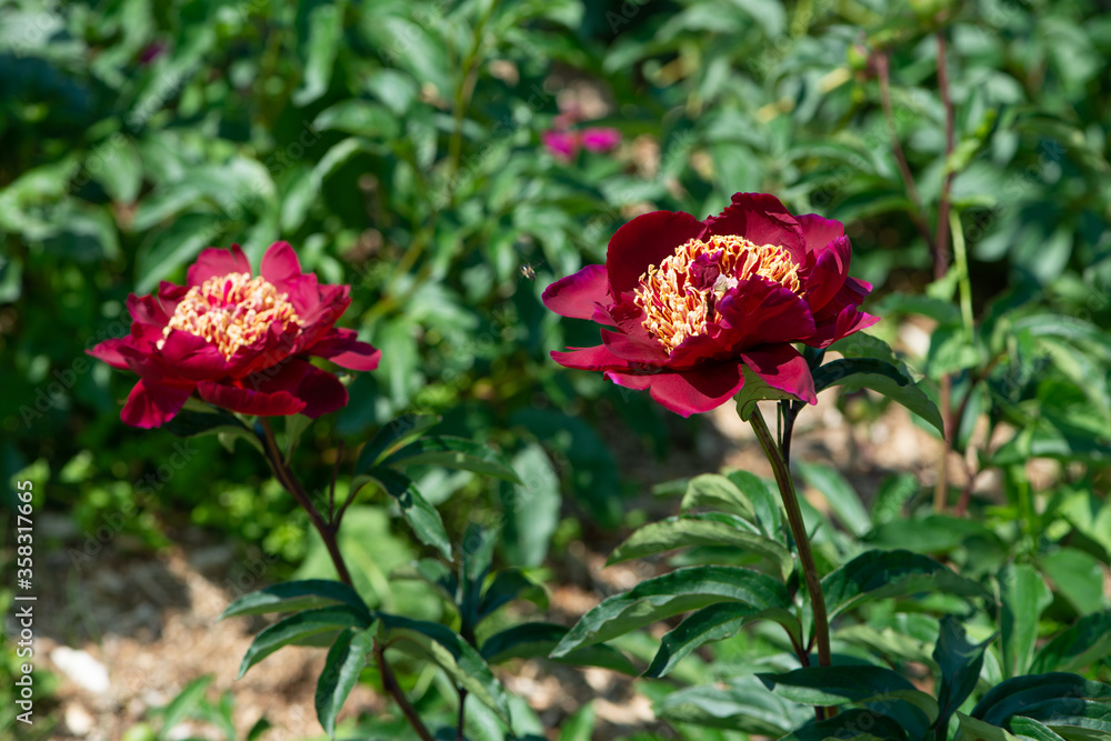 Obraz premium Red peonies flowering in peonies garden.