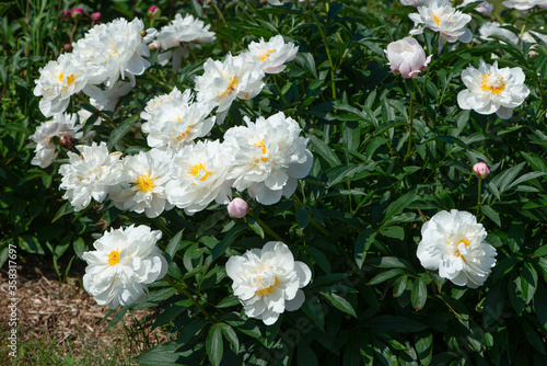 Blooming peony bush with white flowers in the garden.