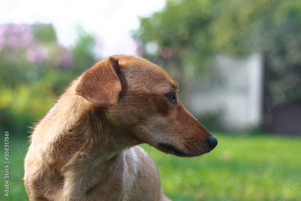 Beautiful red dachshund on nature plays on the green grass. A pet in the yard is looking for prey. The dog hunts for animals. Stock background Beautiful red dachshund on nature plays on the green grass. A pet in the yard is looking for prey. The dog hunts for animals. Stock background