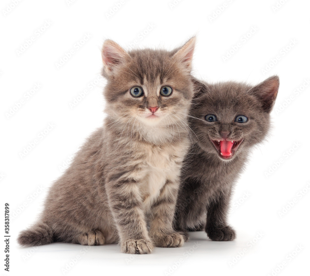 Two small gray kitten. Two small gray kitten.