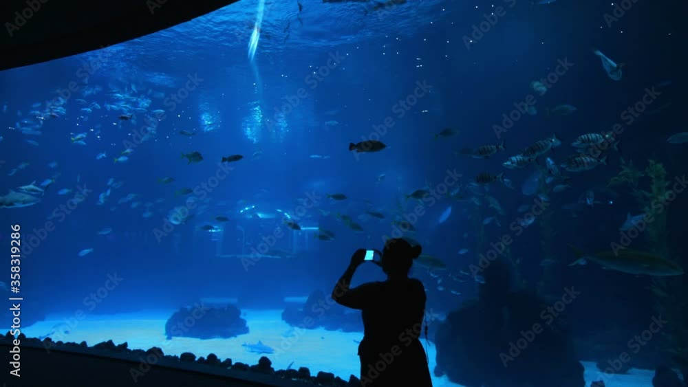 Woman taking picture of fish in the water in 4k slow motion 60fps Woman taking picture of fish in the water in 4k slow motion 60fps