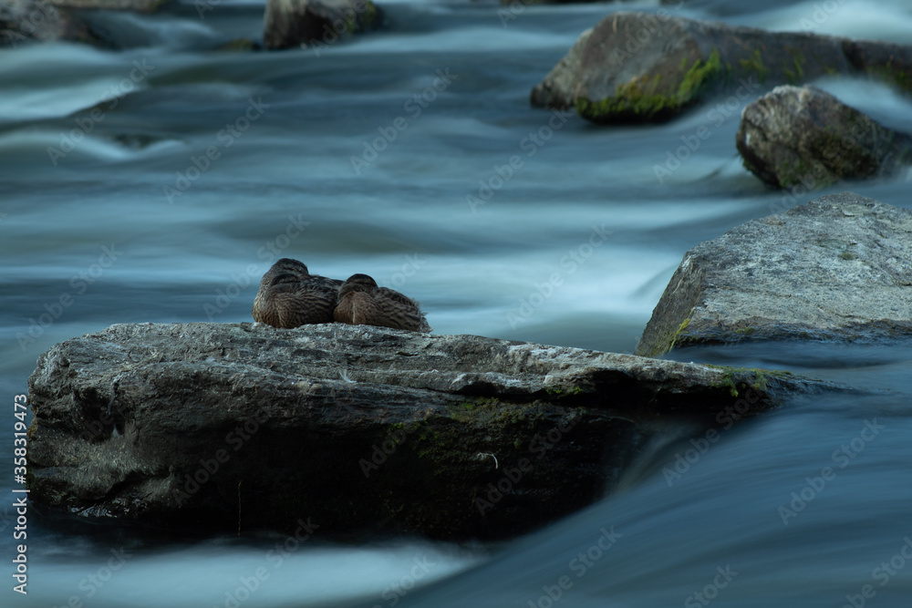 Ducks surronded by flowing water Ducks surronded by flowing water