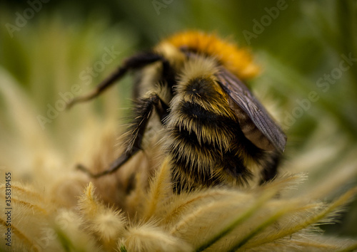 Macro detail of a hairy bee on a hairy flower