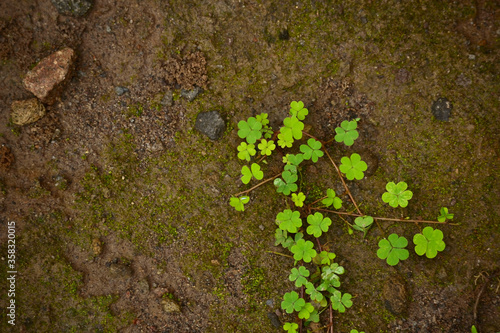 Nature background, Semanggi (Water clover)