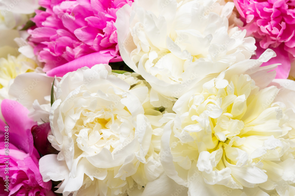 Beautiful bouquet of peonies, pink and white peonies floral background Beautiful bouquet of peonies, pink and white peonies floral background