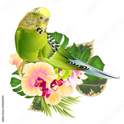 Budgerigar, green pet parakeet  or budgie or shell parakeet home pet with tropical flowers yellow orchid Phalaenopsis and  cymbidium palm,philodendron  watercolor vintage vector 