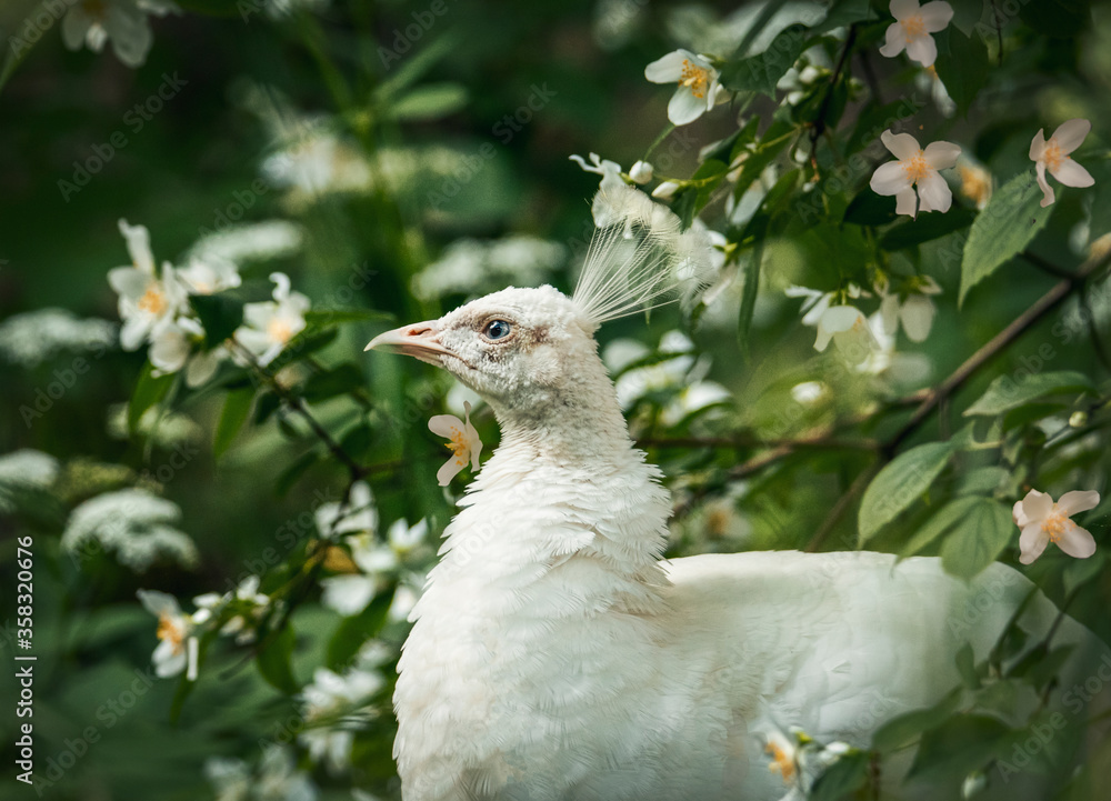 Obraz premium white peacock in the grass