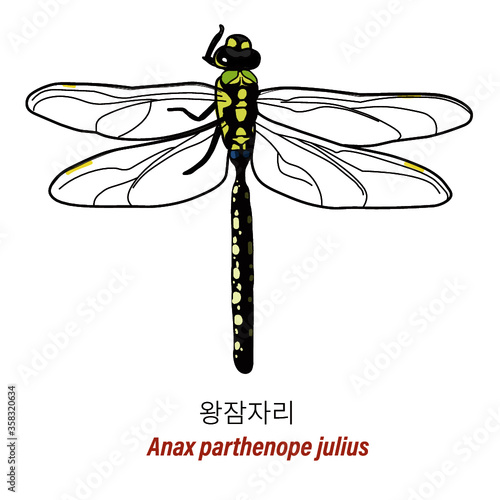 Anax parthenope julius
 photo