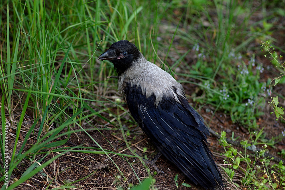 Obraz premium a young crow looks for food on the ground