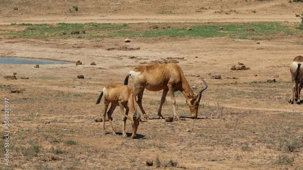 A group of Impalas near a waterhole in the Addo Elephant National Park, near Port Elizabeth, South africa A group of Impalas near a waterhole in the Addo Elephant National Park, near Port Elizabeth, South africa