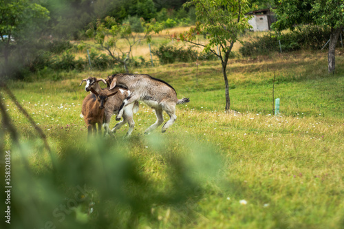 goats in the green grass meadow.