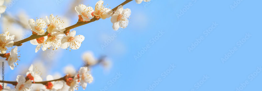 Spring background, panorama, banner - flowers of apricot tree (Prunus armeniaca) on the background of a blooming garden, closeup with space for text Spring background, panorama, banner - flowers of apricot tree (Prunus armeniaca) on the background of a blooming garden, closeup with space for text