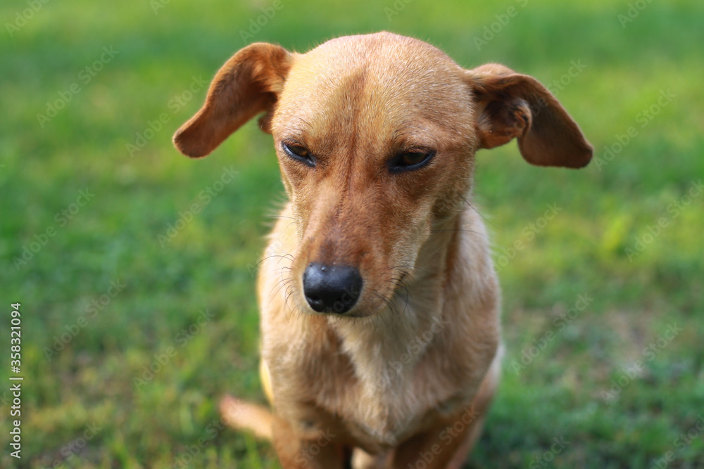 Beautiful red dachshund on nature plays on the green grass. A pet in the yard is looking for prey. The dog hunts for animals. Stock background Beautiful red dachshund on nature plays on the green grass. A pet in the yard is looking for prey. The dog hunts for animals. Stock background