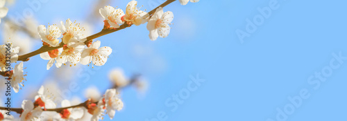 Spring background  panorama  banner - flowers of apricot tree  Prunus armeniaca  on the background of a blooming garden  closeup with space for text