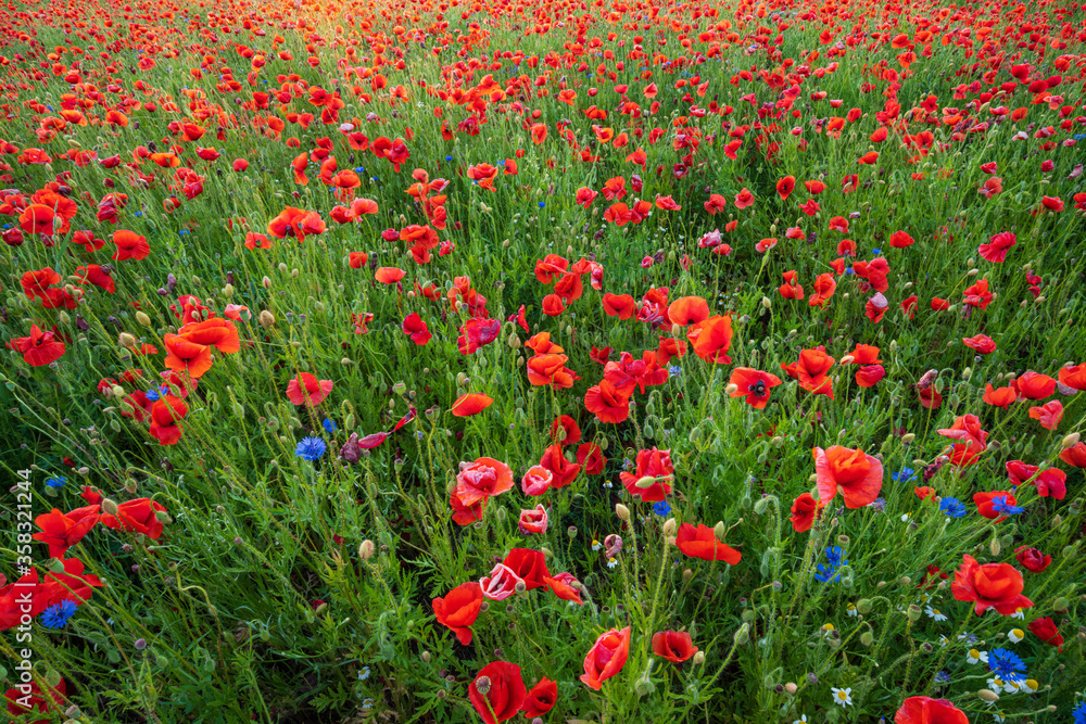 Poppies on a poppy field at sunset