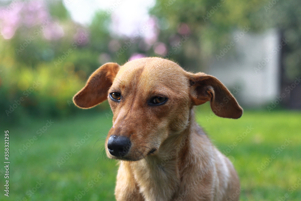 Beautiful red dachshund on nature plays on the green grass. A pet in the yard is looking for prey. The dog hunts for animals. Stock background